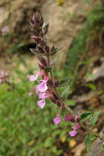 Germandre petit-chne, Teucrium chamaedrys, Pyrnes,   juillet 2010