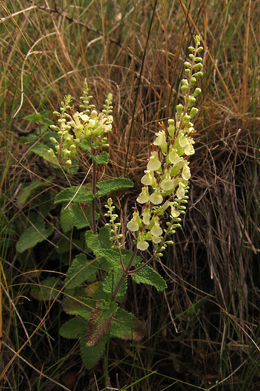 Germandre scorodoine, Teucrium scorodonia, Pyrnes,   juillet 2010