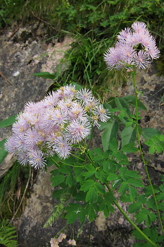 Pigamon  feuilles d'ancolie, Thalictrum aquilegiifolium, Pyrnes, Valle de la Gla, juillet