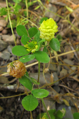 Trfle champtre, Trifolium campestre, Pyrnes,   juillet 2010