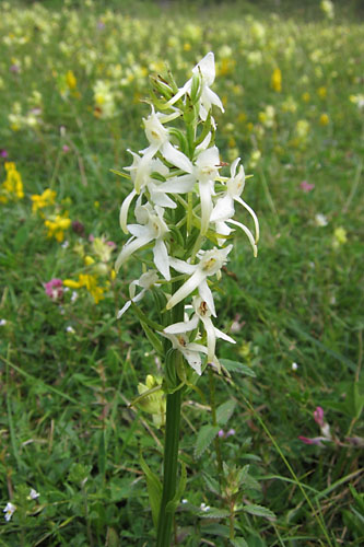 Platanthre  2 feuilles, Platanthera bifolia, Pyrnes, juillet 2010