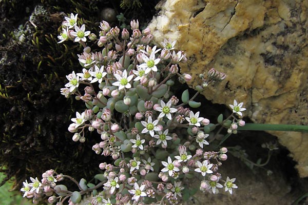 Orpin  feuilles paisses, Sedum dasyphyllum, Pyrnes, juillet 2010