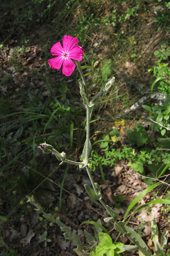 Coquelourde des jardins, Silene coronaria, Pyrnes, juillet 2010