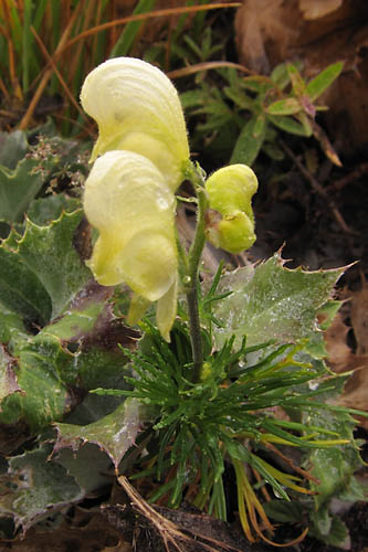 Aconit vnneux, Aconitum anthora, Dvoluy, Septembre 2010