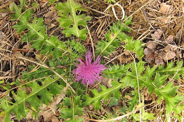Cirse sans tige, Cirsium acaule, Dvoluy, Septembre 2010
