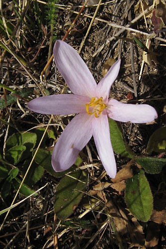 Colchique, Colchicum autumnale, Dvoluy, Septembre 2010