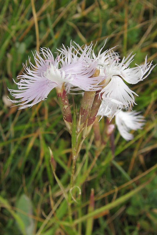 Oeillet de Montpellier, Dianthus hyssopifolius, Dvoluy, Septembre 2010
