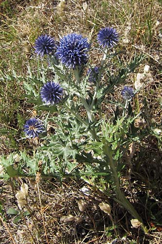 Oursin bleu, Echinops ritro, Dvoluy, Septembre 2010