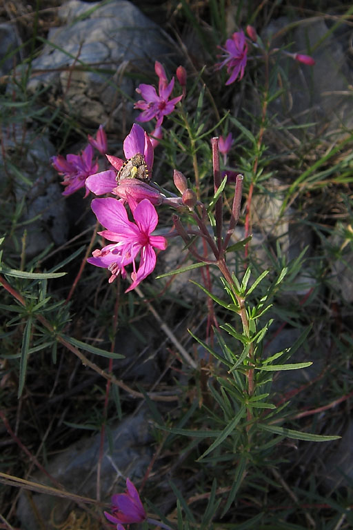 Epilobe romarin, Epilobium dodonaei subsp. dodonaei, Dvoluy, Septembre 2010
