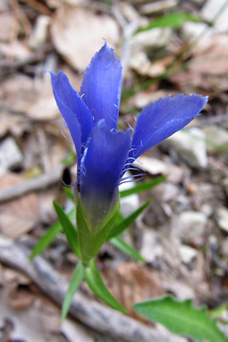 Gentiane cilie, Gentianella ciliata, Dvoluy, Septembre 2010