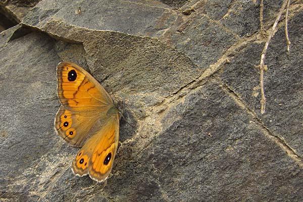 Papillon Ariane