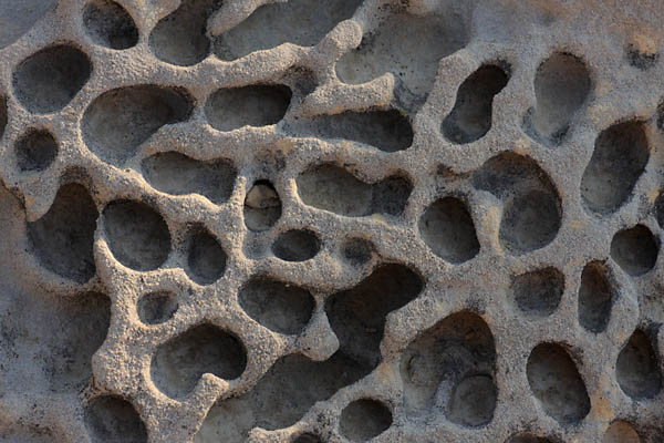 Bardenas Reales 2011, alvoles
