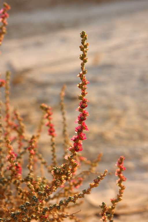 Bardenas Reales 2011, Salsola