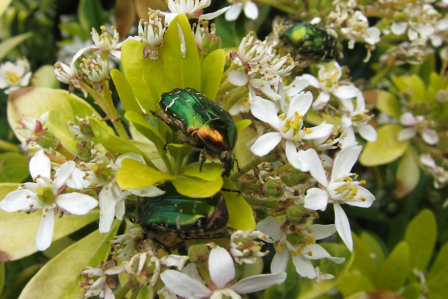 Ctoine dore, Cetonia aurata, Ile-de-France, mai 2010