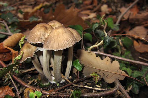 Champignons