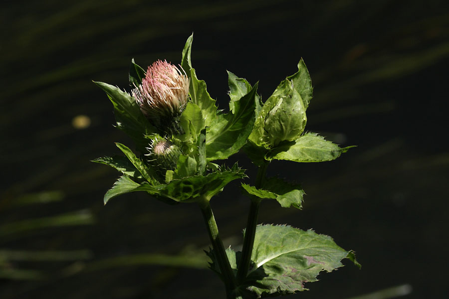 Cirse maracher, Cirsium oleraceum, Ile-de-France, Juillet 2011