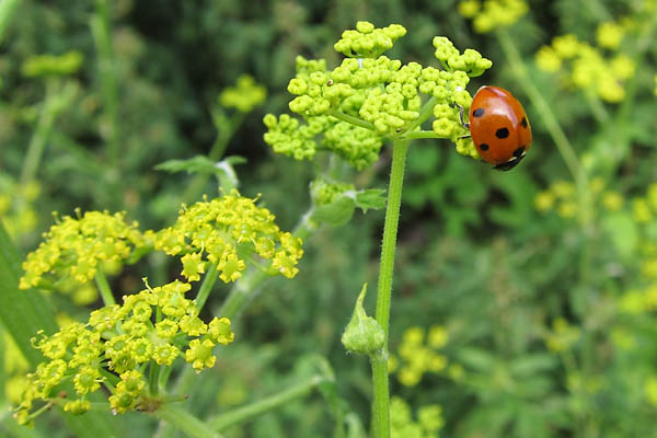 Coccinelle  7 points, Coccinella septempunctata, Ile-de-France, juillet 2010