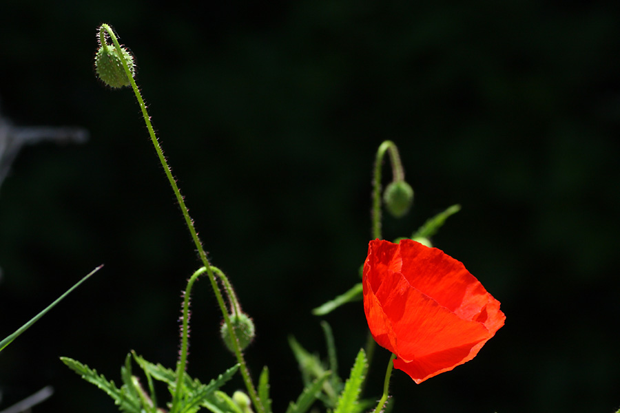 Coquelicot