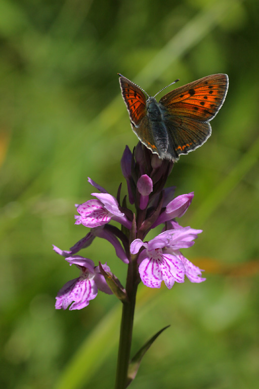 Cuivr de la verge-d'or, Heodes virgaureae, Pyrnes, juillet 2011