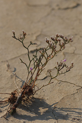 Limonium, Limonium ruizii, Bardenas reales (Navarre), septembre 2011