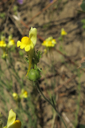 Linaire des Pyrnes, Linaria supina var. pyrenaca, Pyrnes, Valle d'Aure, Juillet 2011