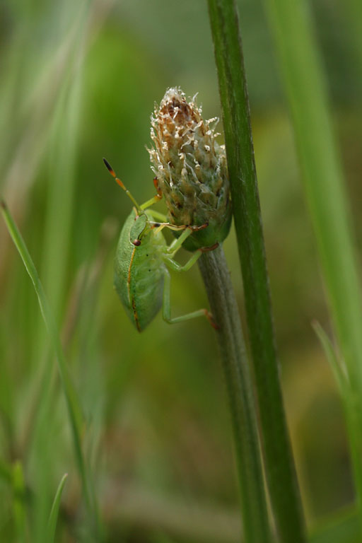 Punaise verte des bois (larve), Palomena prasina, Bretagne, aot 2011