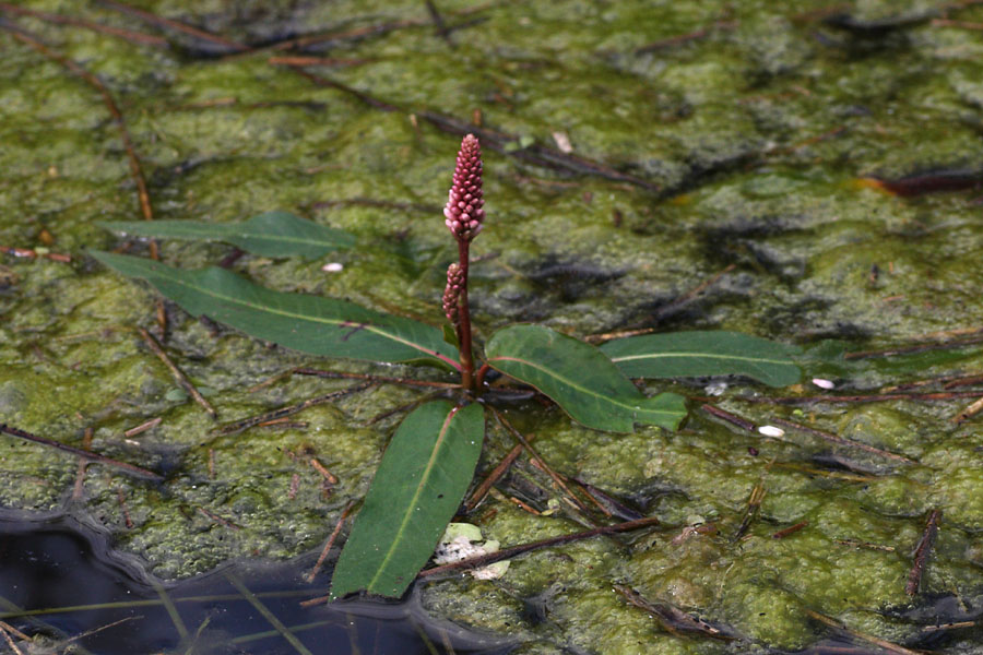 Renoue amphibie, Polygonum amphibium, Ile-de-France, Juillet 2011