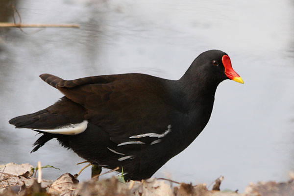 Poule d'eau