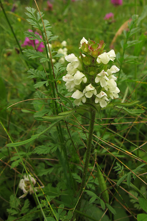 Brunelle lacinie, Prunella laciniata, Pyrnes, Valle d'Aure, Juin 2011