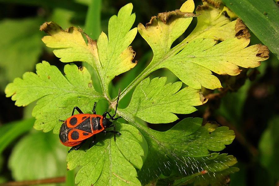 Gendarme, Pyrrhocoris apterus, Ile-de-France, juin 2011