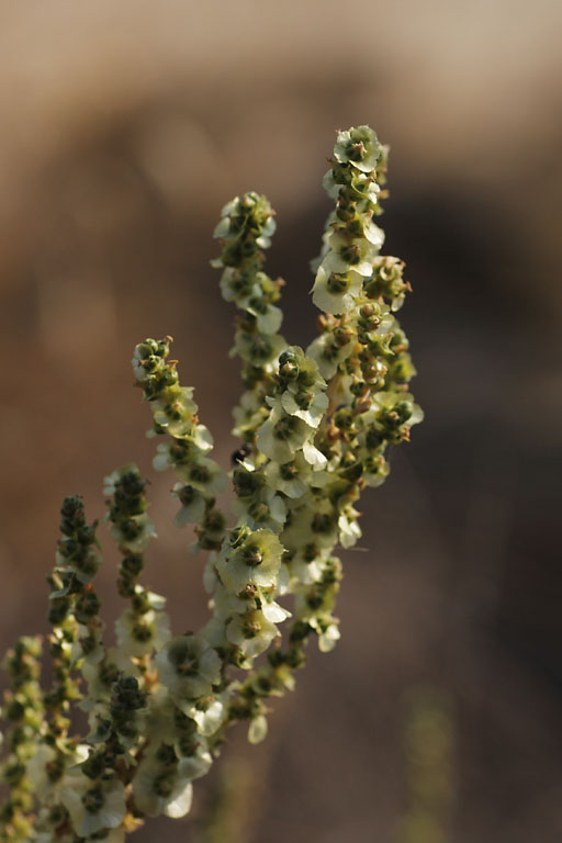 Soude vermicule, Salsola vermiculata, Bardenas reales (Navarre), Septembre 2011