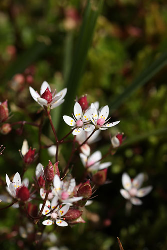 Saxifrage toile, Saxifraga stellaris, Pyrnes, Valle d'Aure, Juillet 2011