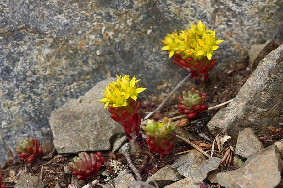 Orpin des Alpes, Sedum alpestre, Pyrnes, Valle d'Aure, Juillet 2011