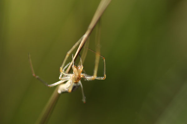 Ttragnathe tire, Tetragnatha extensa, Ile-de-France, juillet 2011