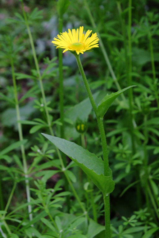 Doronic plantain, Doronicum plantagineum, Ile-de-France, mai 2012