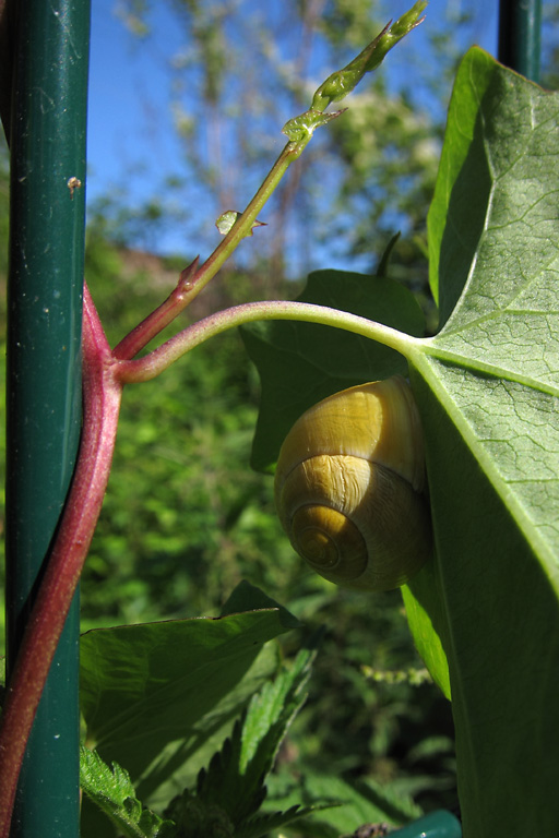 L'Escargot