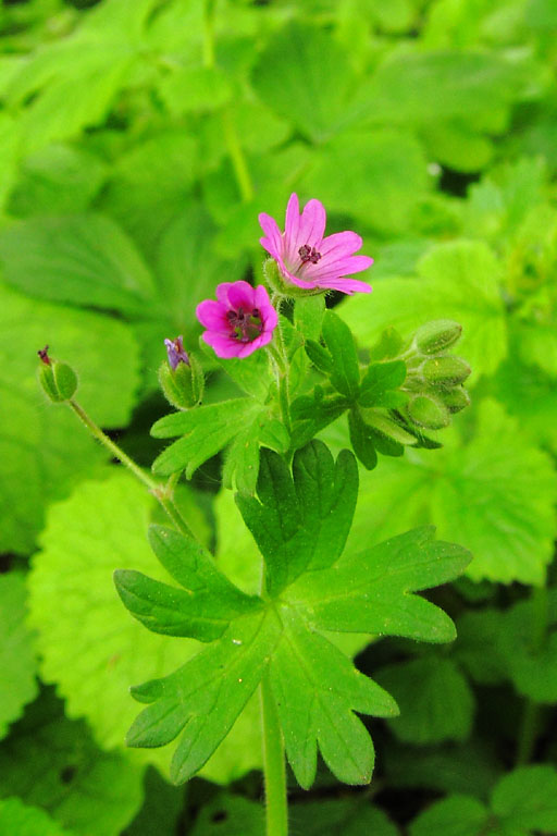 Granium mou, Geranium molle, Ile-de-France, mai 2012