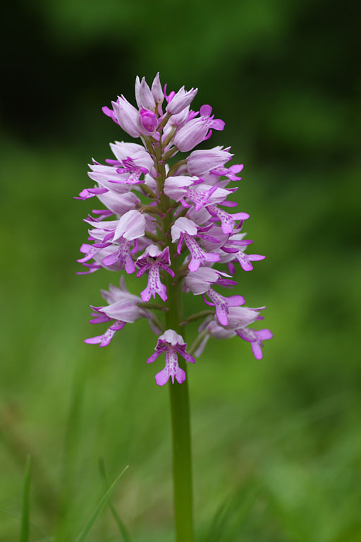 Orchis militaire, Orchis militaris, Ile-de-France, mai 2012