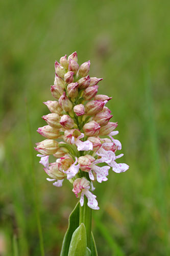 Orchis pourpr var. claire, Orchis purpurea, Gers, Avril 2012