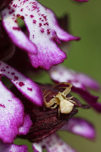 Araigne crabe, Thomisus onustus, Gers, Avril 2012