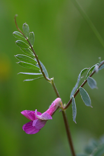 Vesce de Hongrie