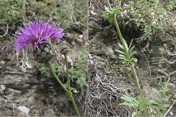 Centaure scabieuse, Centaurea scabiosa, Pyrnes, Valle d'Aure, juillet 2012