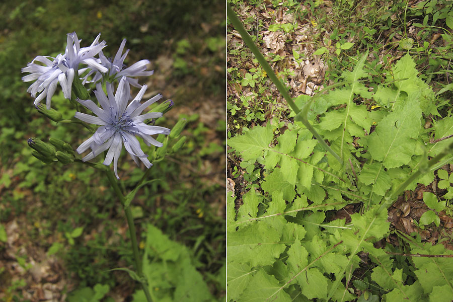 Laitue de Plumier, Cicerbita plumieri, Pyrnes, Valle d'Aure, juillet 2012