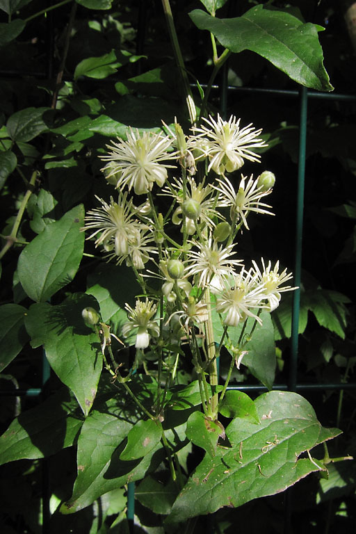 Clmatite des haies, Clematis vitalba, Ile-de-France, juin 2012