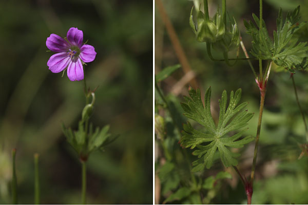 Granium colombin, Geranium columbinum, Pyrnes, Valle d'Aure, juillet 2012