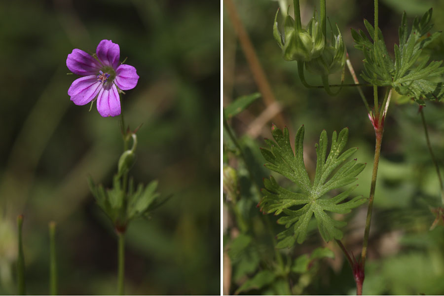 Granium colombin, Geranium columbinum, Pyrnes, Valle d'Aure, juillet 2012