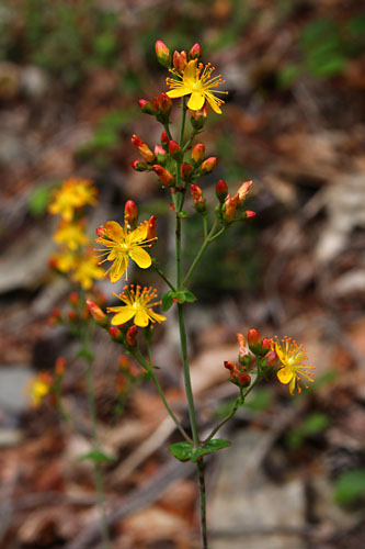 Millepertuis lgant, Hypericum pulchrum, Pyrnes, Valle d'Aure, juillet 2012