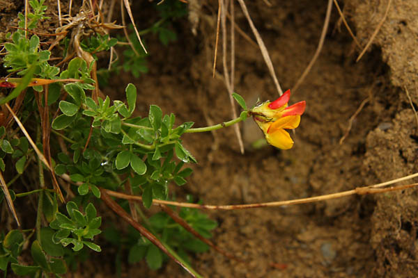 Lotier des Alpes, Lotus alpinus, Pyrnes, Les Quatre-vziaux, juillet 2012