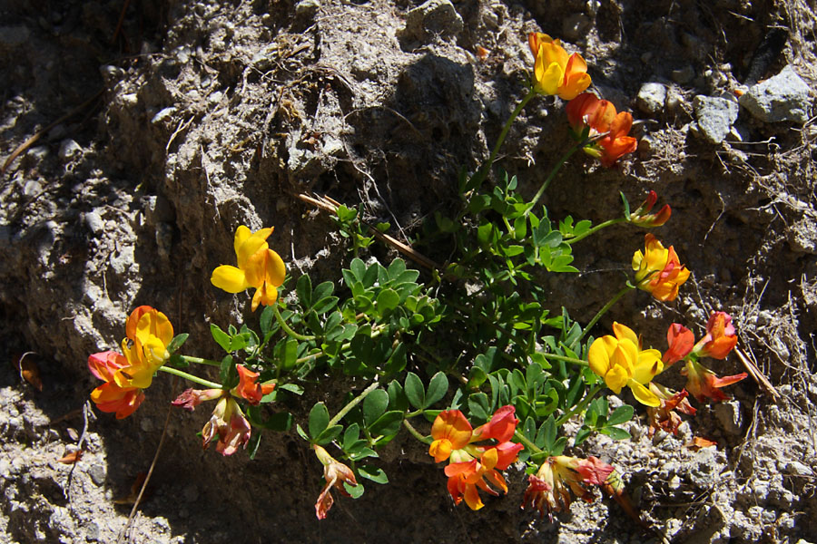 Lotier des Alpes, Lotus alpinus, Pyrnes, Valle de Couplan, juillet 2012