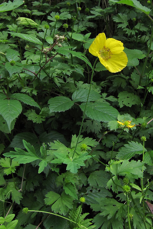 Mconopsis du Pays de Galles, Meconopsis cambrica, Pyrnes, Valle d'Aure, juillet 2012